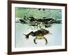 Frog Jumping Into an Aquarium-Gjon Mili-Framed Premium Photographic Print