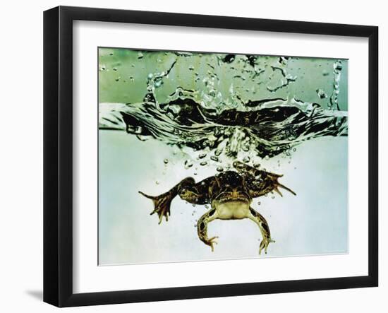 Frog Jumping Into an Aquarium-Gjon Mili-Framed Photographic Print