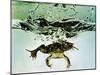 Frog Jumping Into an Aquarium-Gjon Mili-Mounted Photographic Print