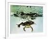 Frog Jumping Into an Aquarium-Gjon Mili-Framed Photographic Print