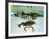 Frog Jumping Into an Aquarium-Gjon Mili-Framed Photographic Print