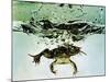 Frog Jumping Into an Aquarium-Gjon Mili-Mounted Photographic Print