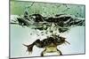 Frog Jumping Into an Aquarium-Gjon Mili-Mounted Premium Giclee Print