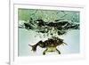 Frog Jumping Into an Aquarium-Gjon Mili-Framed Giclee Print