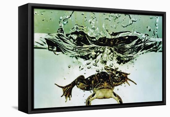 Frog Jumping Into an Aquarium-Gjon Mili-Framed Stretched Canvas