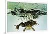 Frog Jumping Into an Aquarium-Gjon Mili-Framed Giclee Print