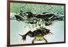 Frog Jumping Into an Aquarium-Gjon Mili-Framed Giclee Print