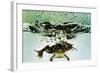 Frog Jumping Into an Aquarium-Gjon Mili-Framed Giclee Print