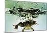 Frog Jumping Into an Aquarium-Gjon Mili-Mounted Giclee Print