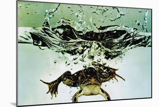 Frog Jumping Into an Aquarium-Gjon Mili-Mounted Giclee Print