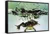 Frog Jumping Into an Aquarium-Gjon Mili-Framed Stretched Canvas