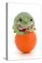 Frog on a Golf Ball-null-Stretched Canvas