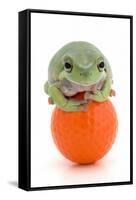 Frog on a Golf Ball-null-Framed Stretched Canvas