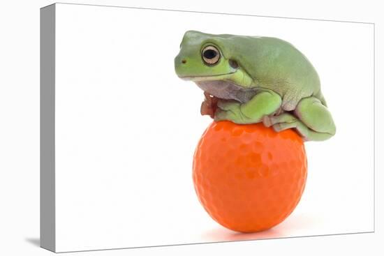 Frog on a Golf Ball-null-Stretched Canvas