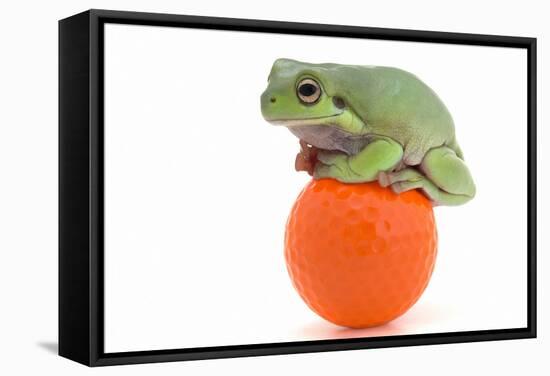 Frog on a Golf Ball-null-Framed Stretched Canvas