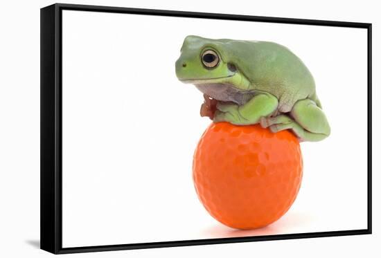 Frog on a Golf Ball-null-Framed Stretched Canvas