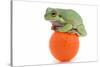 Frog on a Golf Ball-null-Stretched Canvas