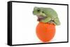 Frog on a Golf Ball-null-Framed Stretched Canvas