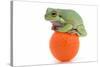 Frog on a Golf Ball-null-Stretched Canvas