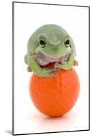 Frog on a Golf Ball-null-Mounted Photographic Print