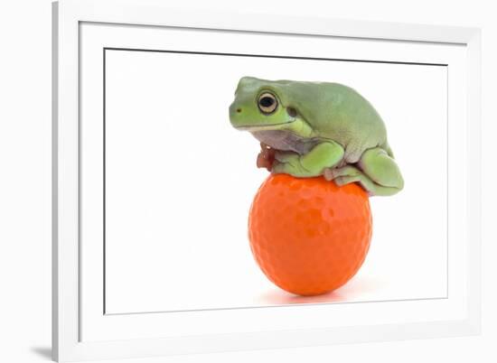 Frog on a Golf Ball-null-Framed Photographic Print