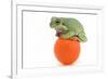 Frog on a Golf Ball-null-Framed Photographic Print