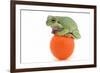 Frog on a Golf Ball-null-Framed Photographic Print