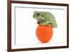 Frog on a Golf Ball-null-Framed Photographic Print