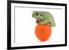 Frog on a Golf Ball-null-Framed Photographic Print