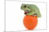 Frog on a Golf Ball-null-Mounted Photographic Print