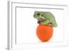 Frog on a Golf Ball-null-Framed Photographic Print