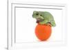 Frog on a Golf Ball-null-Framed Photographic Print