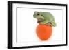 Frog on a Golf Ball-null-Framed Photographic Print
