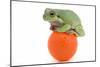 Frog on a Golf Ball-null-Mounted Photographic Print