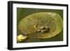 Frog on a Lily Pad at a Pond in Amador County, California-John Alves-Framed Photographic Print