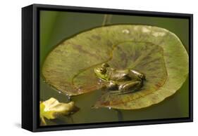 Frog on a Lily Pad at a Pond in Amador County, California-John Alves-Framed Stretched Canvas