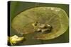 Frog on a Lily Pad at a Pond in Amador County, California-John Alves-Stretched Canvas