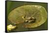 Frog on a Lily Pad at a Pond in Amador County, California-John Alves-Framed Stretched Canvas