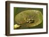 Frog on a Lily Pad at a Pond in Amador County, California-John Alves-Framed Photographic Print