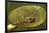 Frog on a Lily Pad at a Pond in Amador County, California-John Alves-Framed Photographic Print