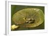 Frog on a Lily Pad at a Pond in Amador County, California-John Alves-Framed Photographic Print