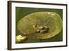 Frog on a Lily Pad at a Pond in Amador County, California-John Alves-Framed Photographic Print