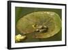 Frog on a Lily Pad at a Pond in Amador County, California-John Alves-Framed Photographic Print