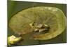 Frog on a Lily Pad at a Pond in Amador County, California-John Alves-Mounted Photographic Print