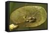 Frog on a Lily Pad at a Pond in Amador County, California-John Alves-Framed Stretched Canvas
