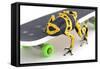 Frog on a Skateboard-null-Framed Stretched Canvas
