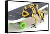 Frog on a Skateboard-null-Framed Stretched Canvas