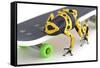 Frog on a Skateboard-null-Framed Stretched Canvas