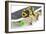 Frog on a Skateboard-null-Framed Photographic Print