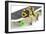 Frog on a Skateboard-null-Framed Photographic Print